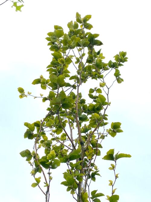 Fagus sylvatica ‘Dawyck’ - Columnar English Beech narrow upright tree in green summer leaf