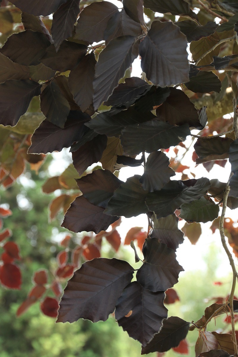 Fagus sylvatica 'Riversii' - Rivers Purple Beech deep purple red foliage
