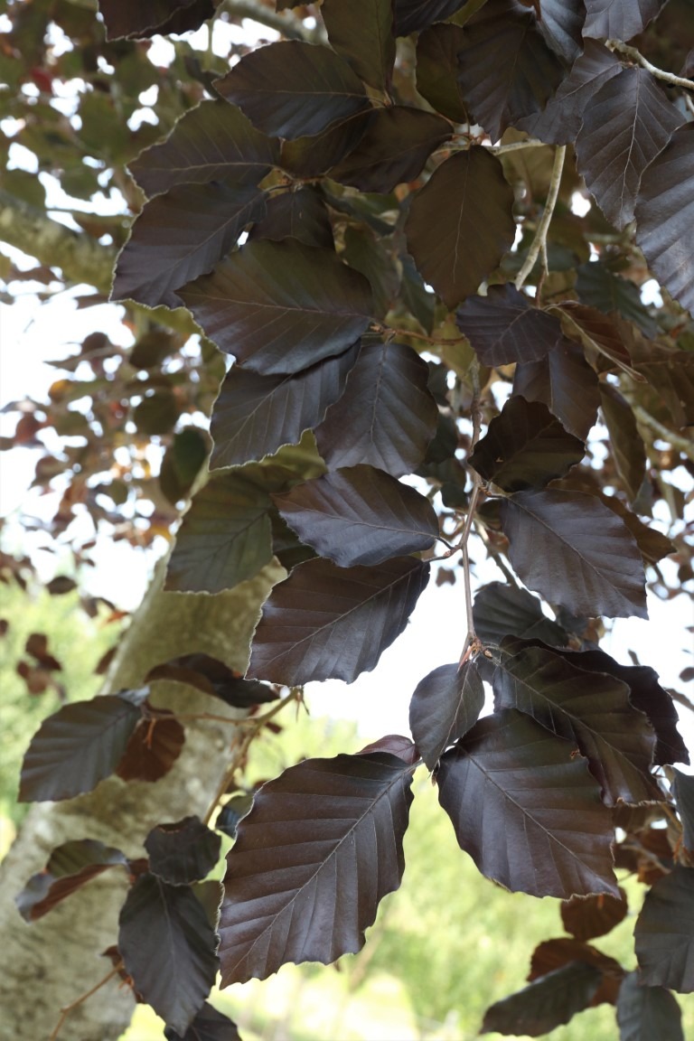 Fagus sylvatica 'Riversii' - Rivers Purple Beech deep purple red foliage