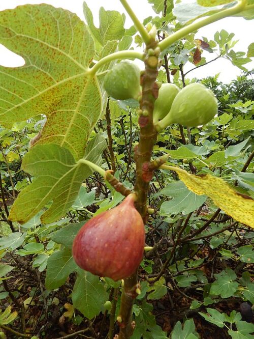 Fig 'Brown Turkey' (Ficus Carica) fruit and leaf