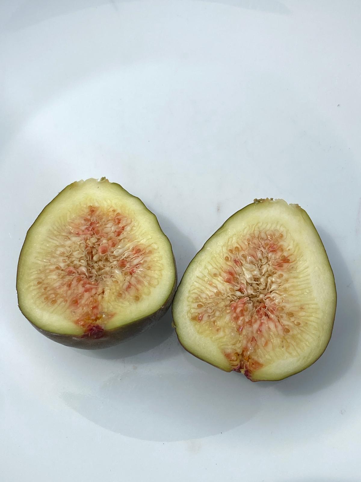 Fig 'French Sugar' (Ficus carica) cut fruit Feb 2026