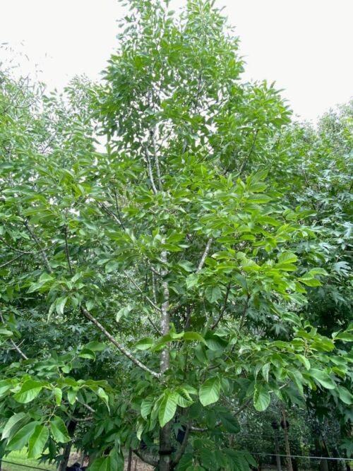 Fraxinus excelsior ‘Purple Spire’ - Purple Ash Tree in summer - green leaves