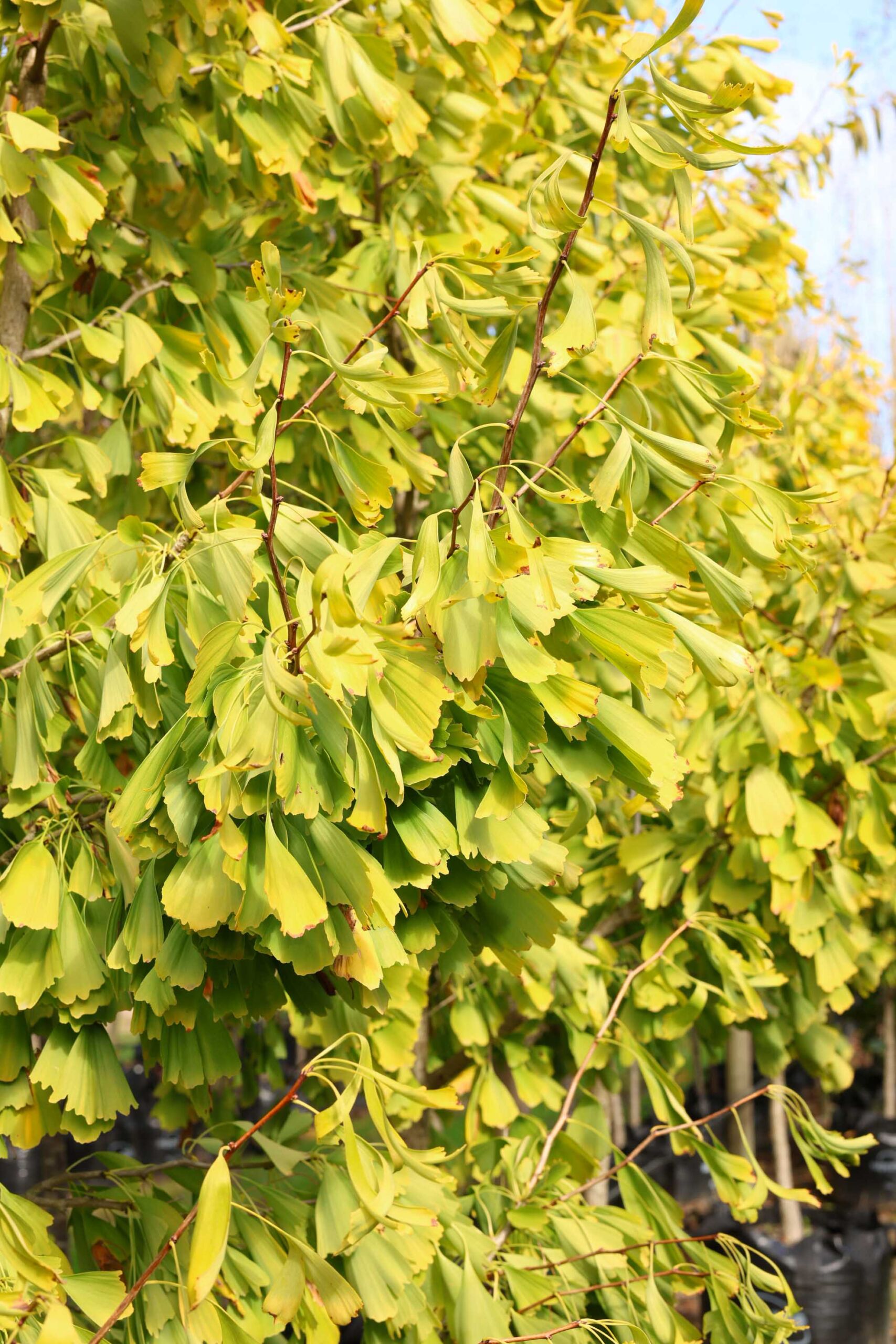 Ginkgo biloba ‘Saratoga’ yellow autumn foliage