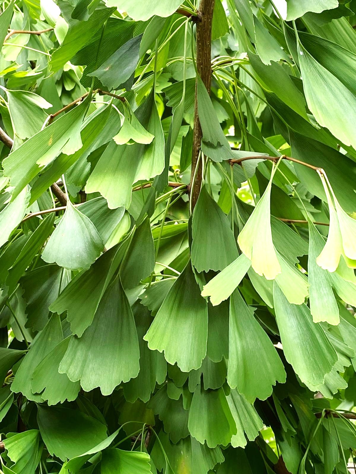 Ginkgo biloba ‘Saratoga’ green summer foliage