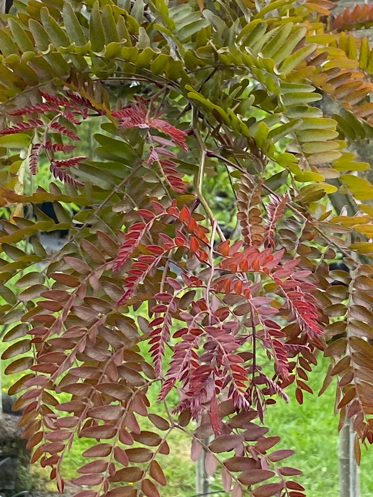 Gleditsia tricanthos ‘Ruby Lace’ - Honey Locust, ruby red spring foliage