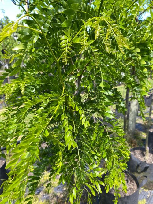 Gleditsia tricanthos ‘Inermis’ - Thornless Honey Locust green feathery summer foliage