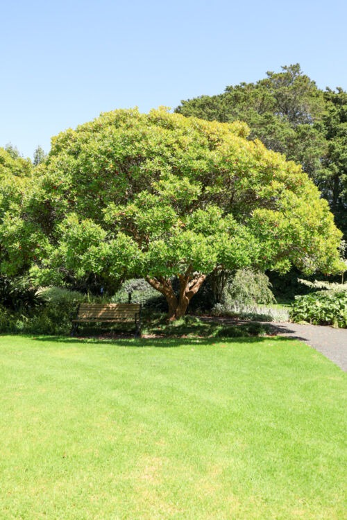 Gordonia axillaris - Fried egg tree in Auckland Botanical Gardens Feb2026