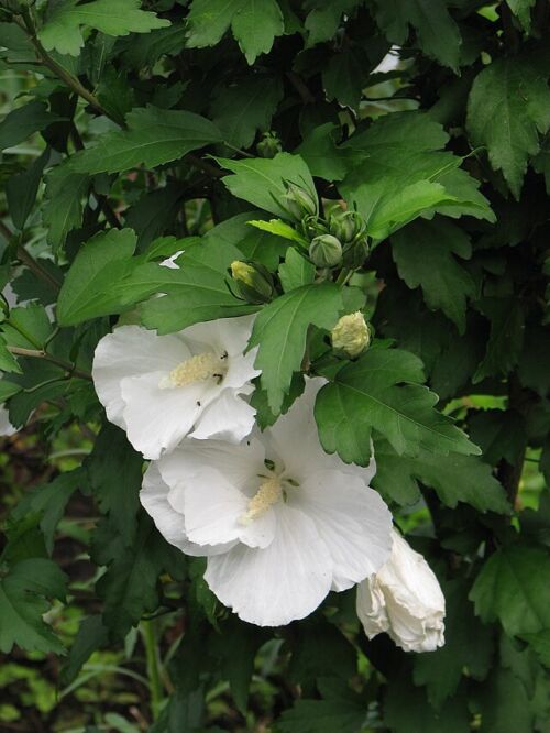 Hibiscus syriacus ‘Diana’ - Rose of Sharon white flower