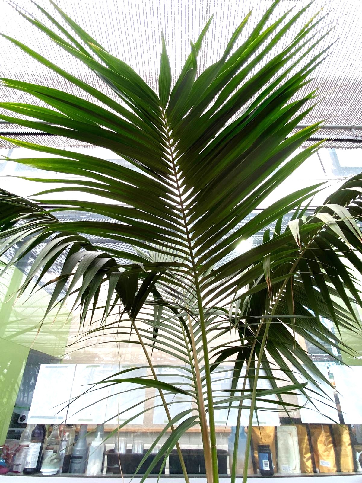Howea forsteriana - Kentia Palm fronds