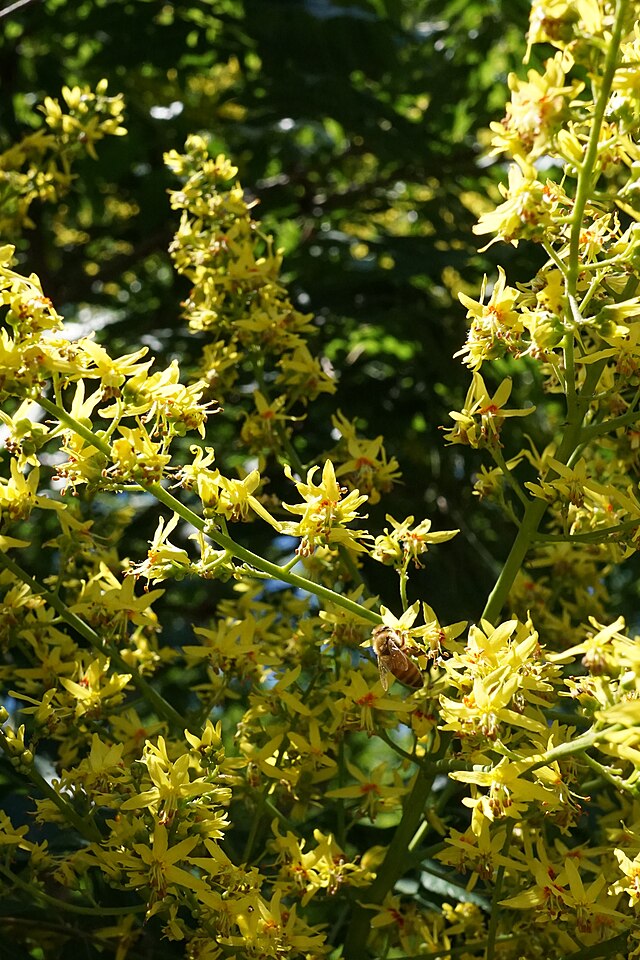 Koelreuteria paniculata - Golden Rain Tree yellow flowers
