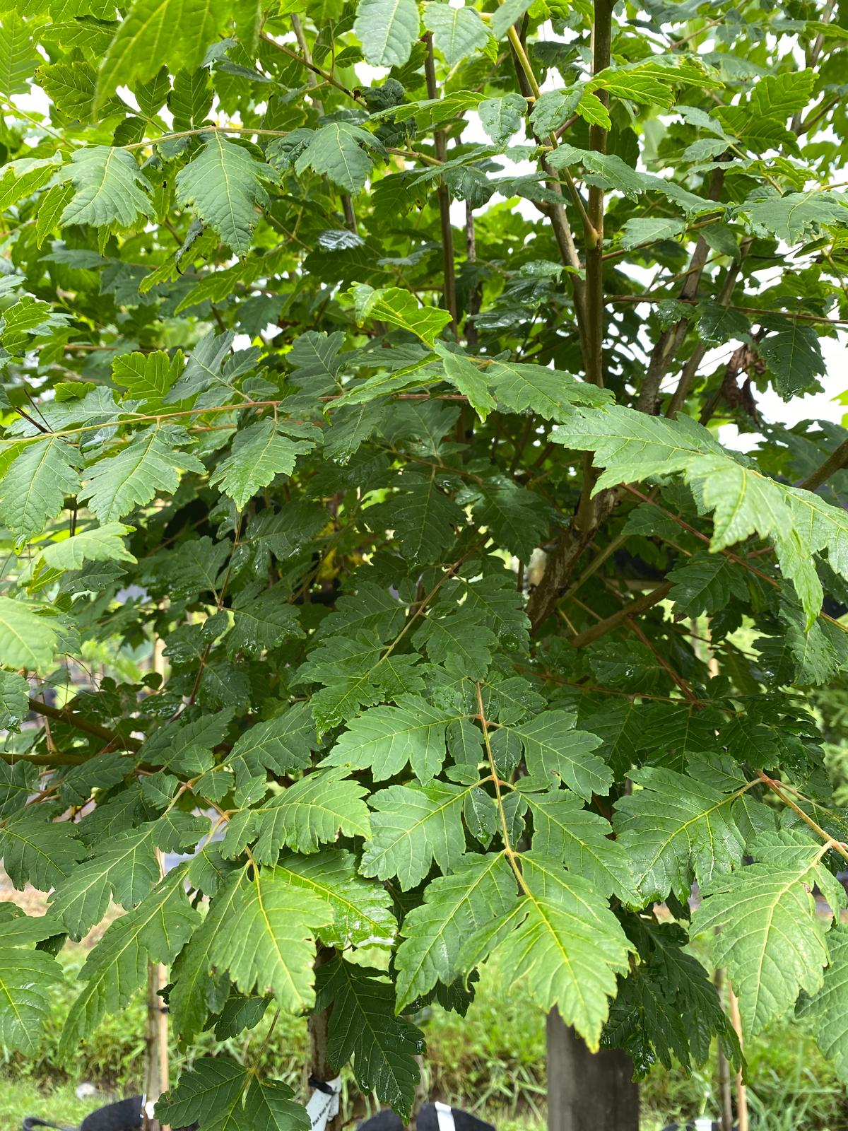 Koelreuteria paniculata - Golden Rain Tree green summer foliage