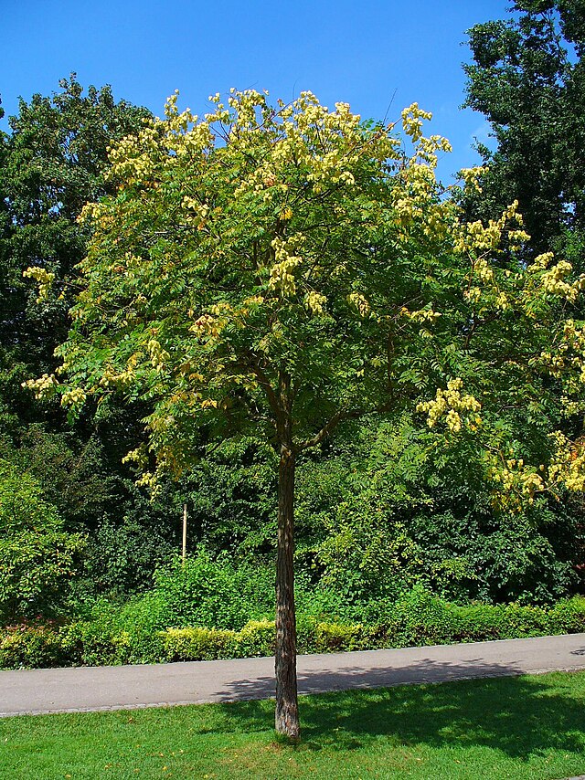 Koelreuteria paniculata - Golden Rain Tree in a park