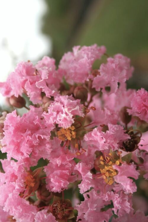 Lagerstroemia indica ‘Soir D’ete light pink flowers