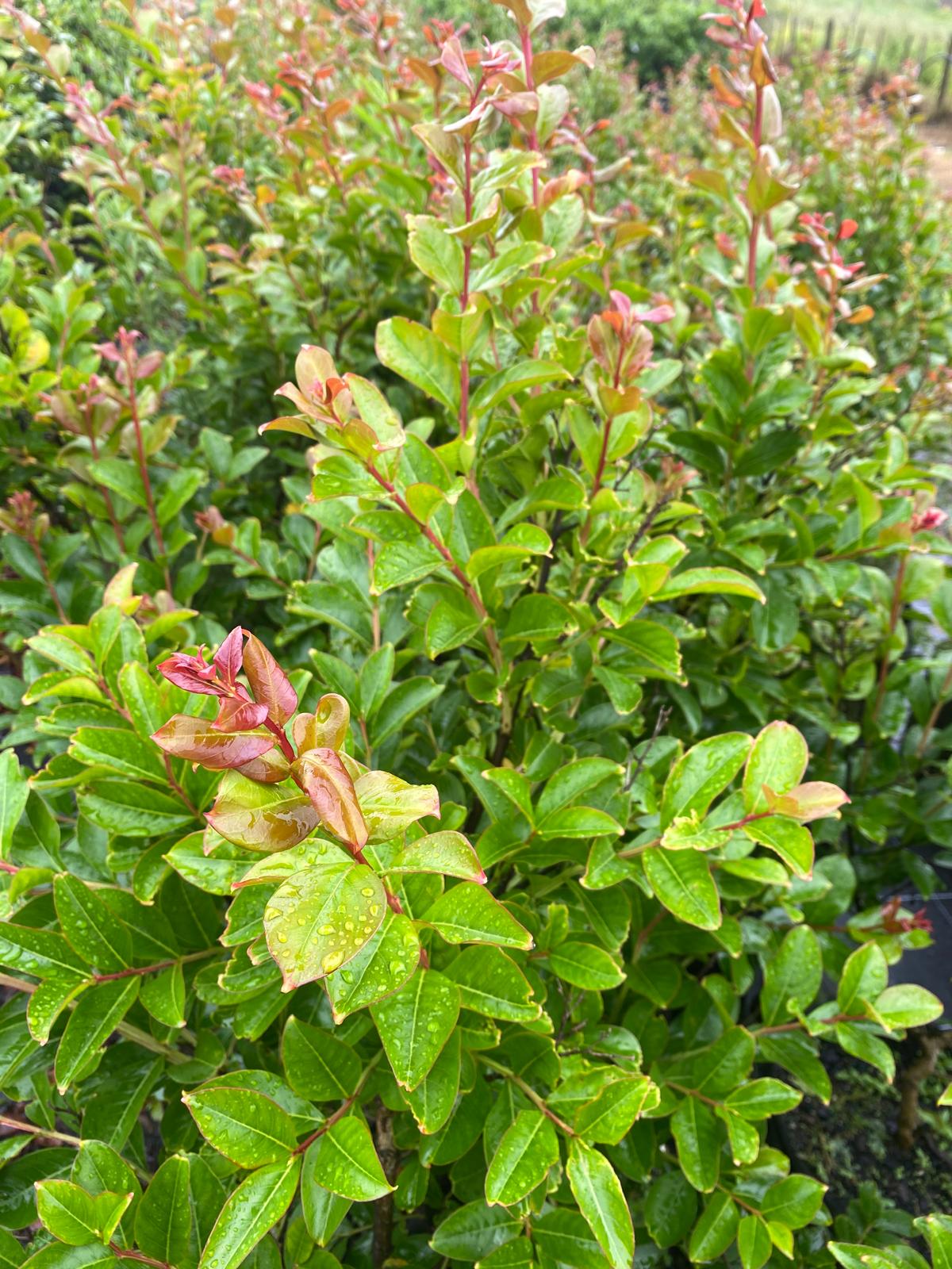 Lagerstroemia Soir D'ete spring green foliage