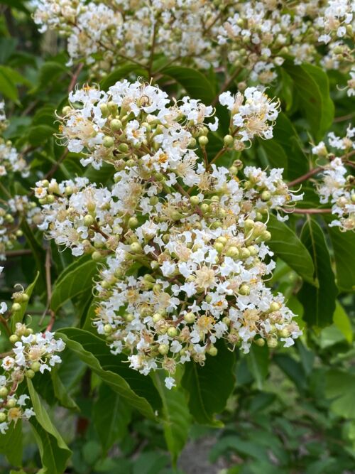 Lagerstroemia fauriei ‘Townhouse’ – Crepe Myrtle - Summer white flowers