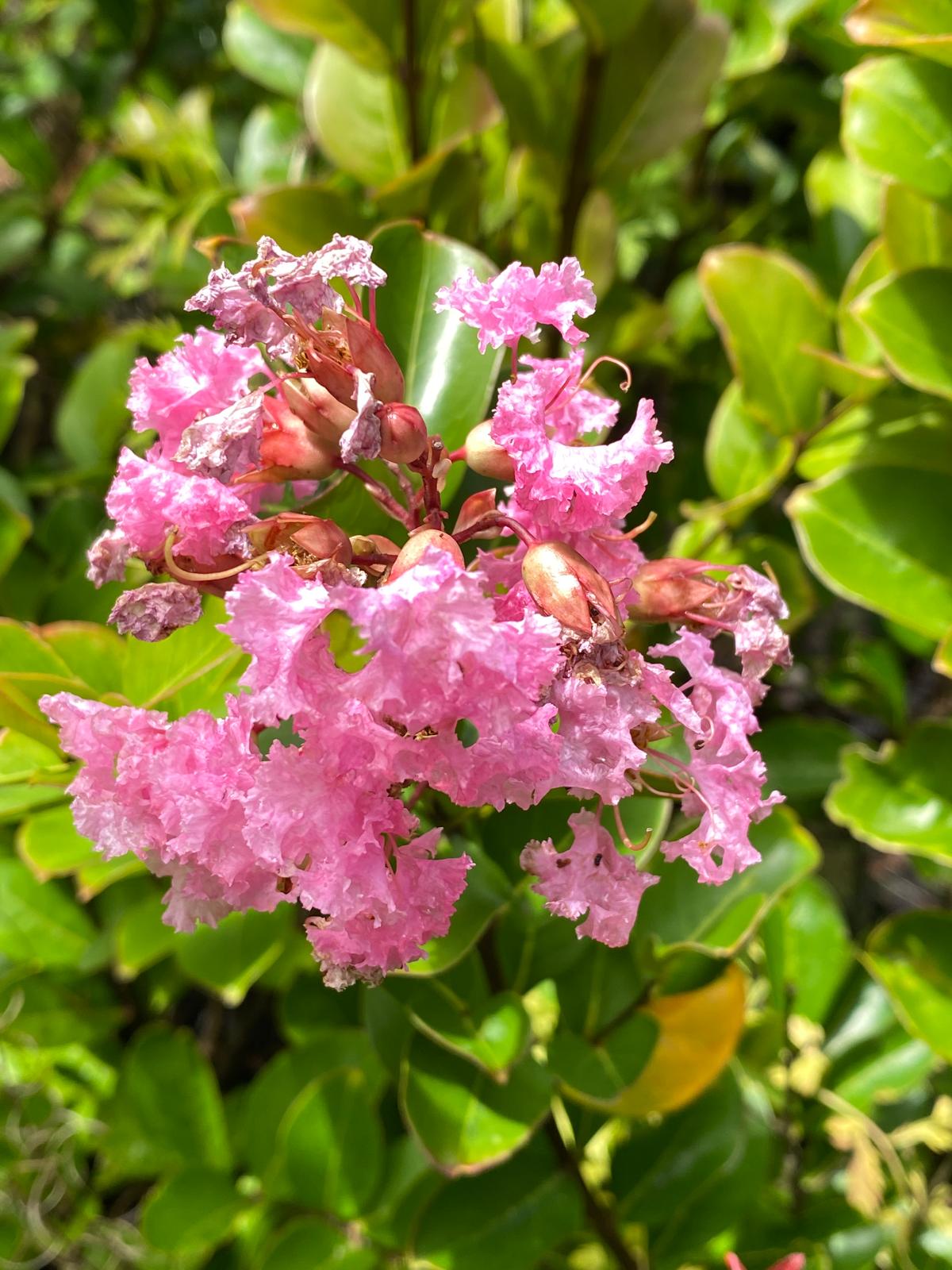 Lagerstroemia indica ‘Soir D’ete light pink flowers