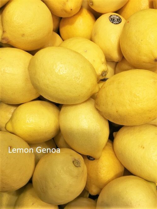 Lemon ‘Genoa’ (Citrus limon) - Italian Lemon fruit