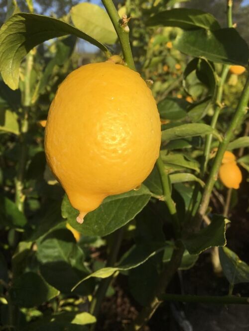 Lemon ‘Lisbon’ (Citrus limon) yellow fruit