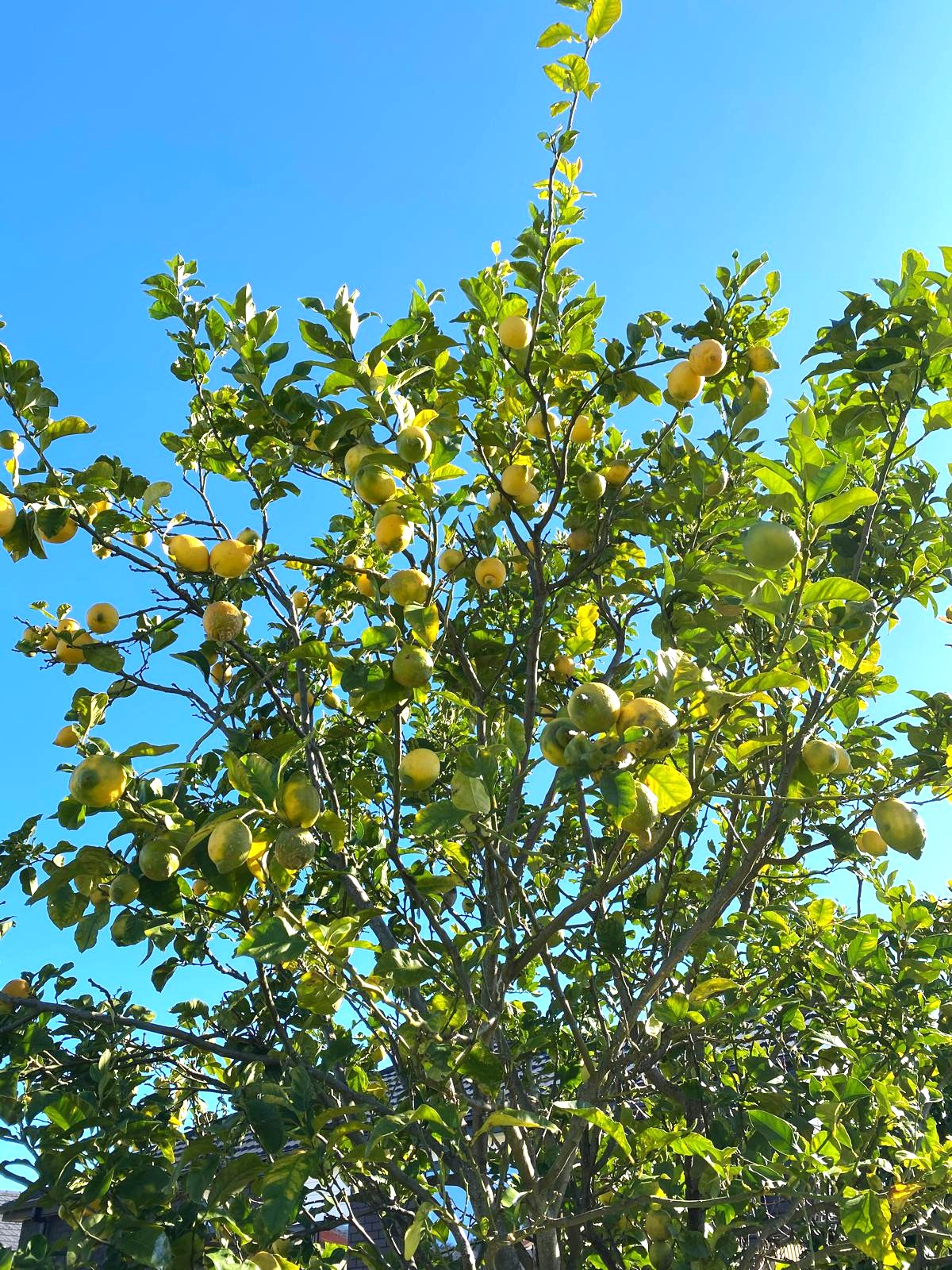 Lemon ‘Genoa’ (Citrus limon) - Italian Lemon tree in fruit