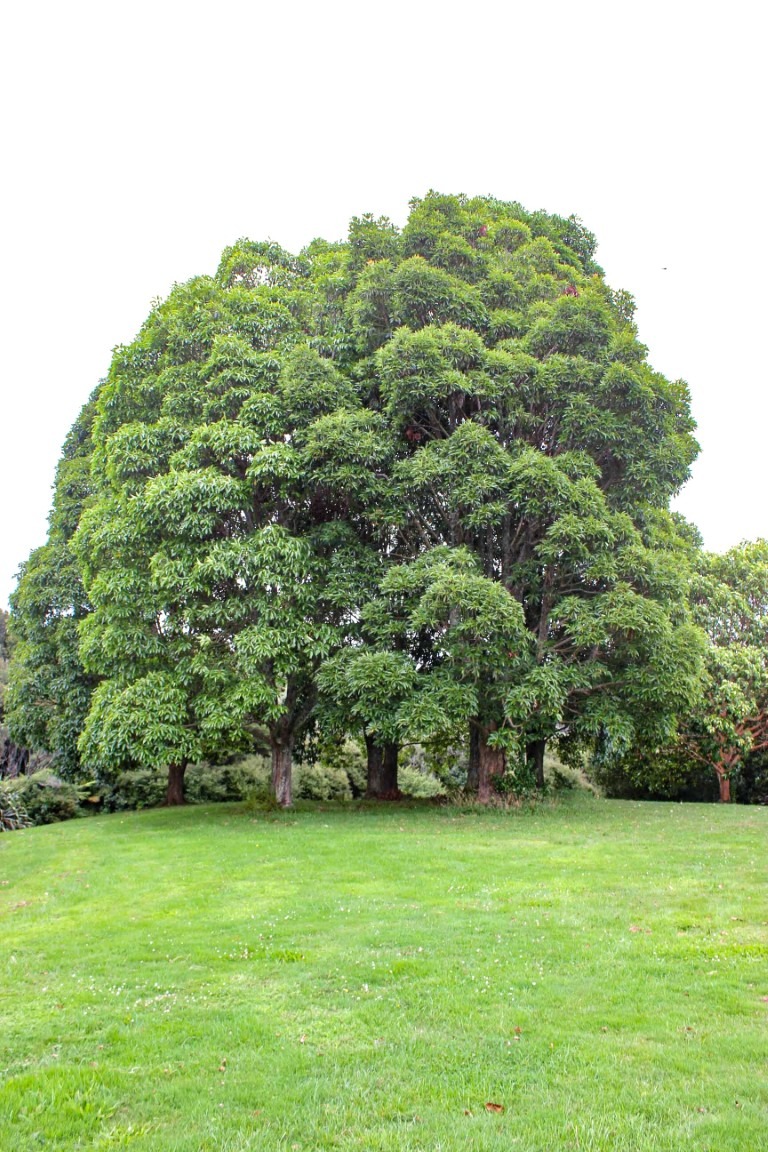 Lophostemon confertus trees in Auckland Botanic Gardens Jan 2026