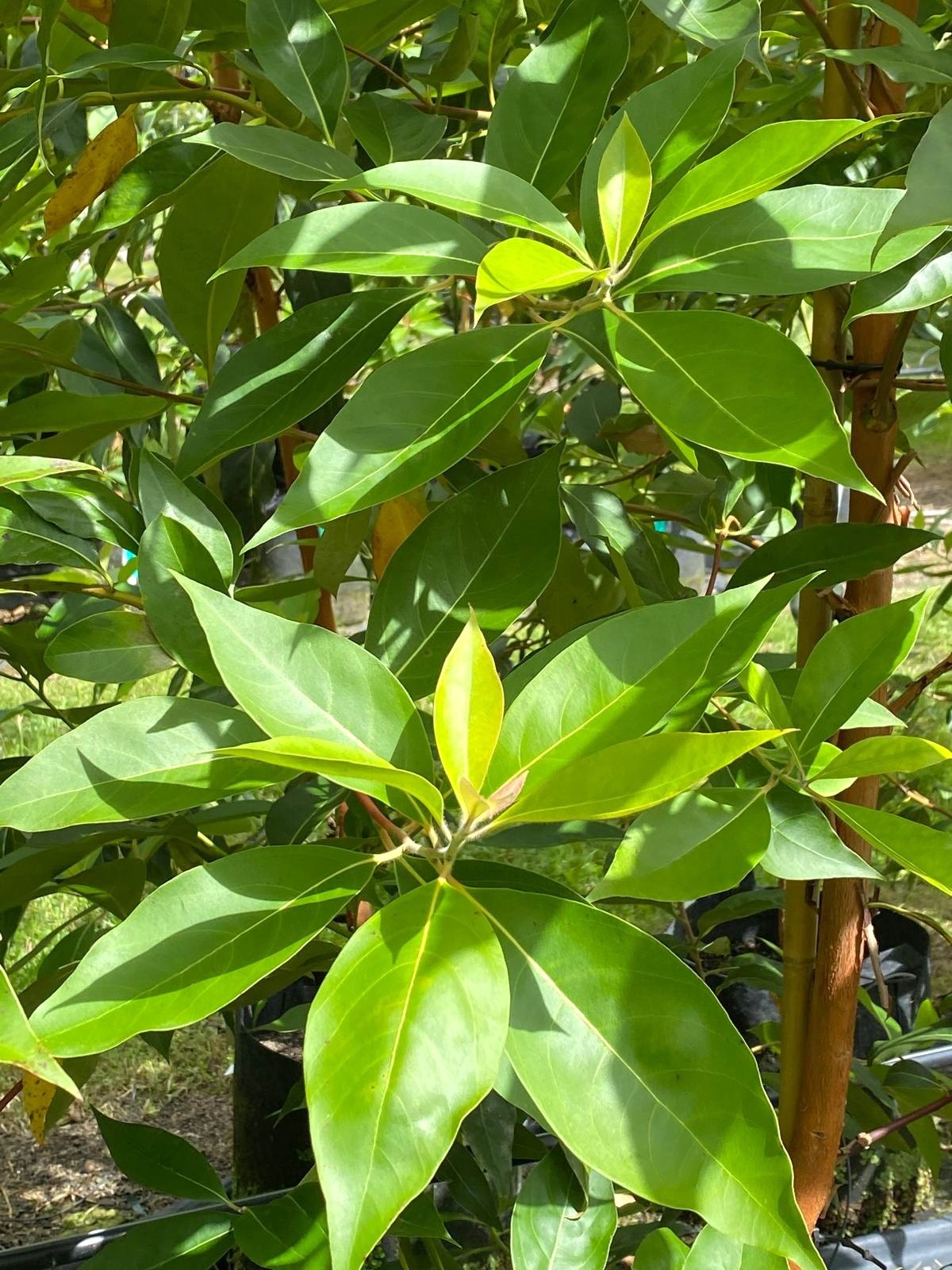 Lophostemon confertus - Queensland Brush Box green summer foliage