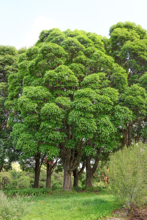 Lophostemon confertus trees in Auckland Botanic Gardens Jan2026