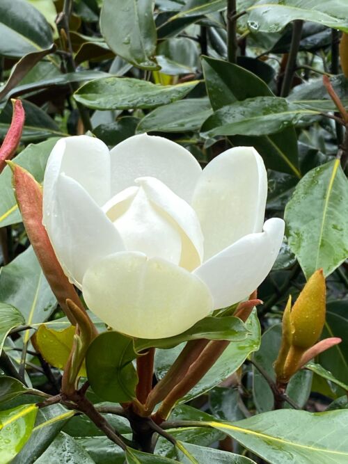 Magnolia grandiflora ‘Kay Parris’ White fragrant flower