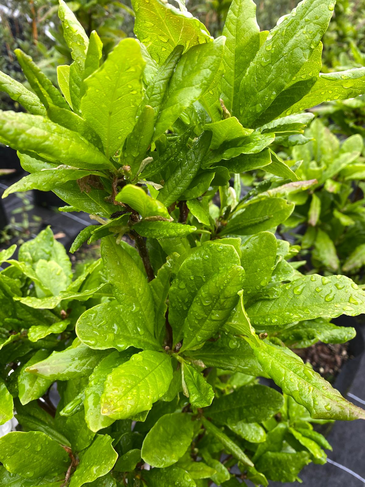 Magnolia stellata - Star Magnolia green foliage summer