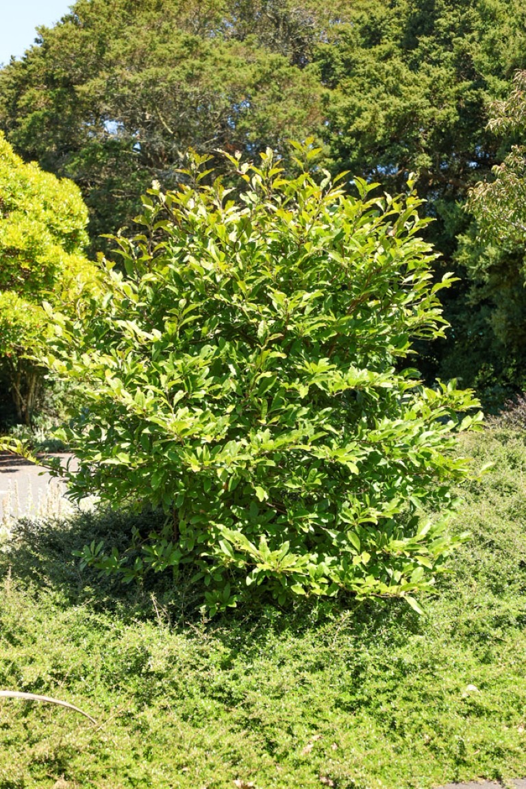 Magnolia stellata - Star Magnolia shrub in Auckland Botanical Gardens Summer Feb2026