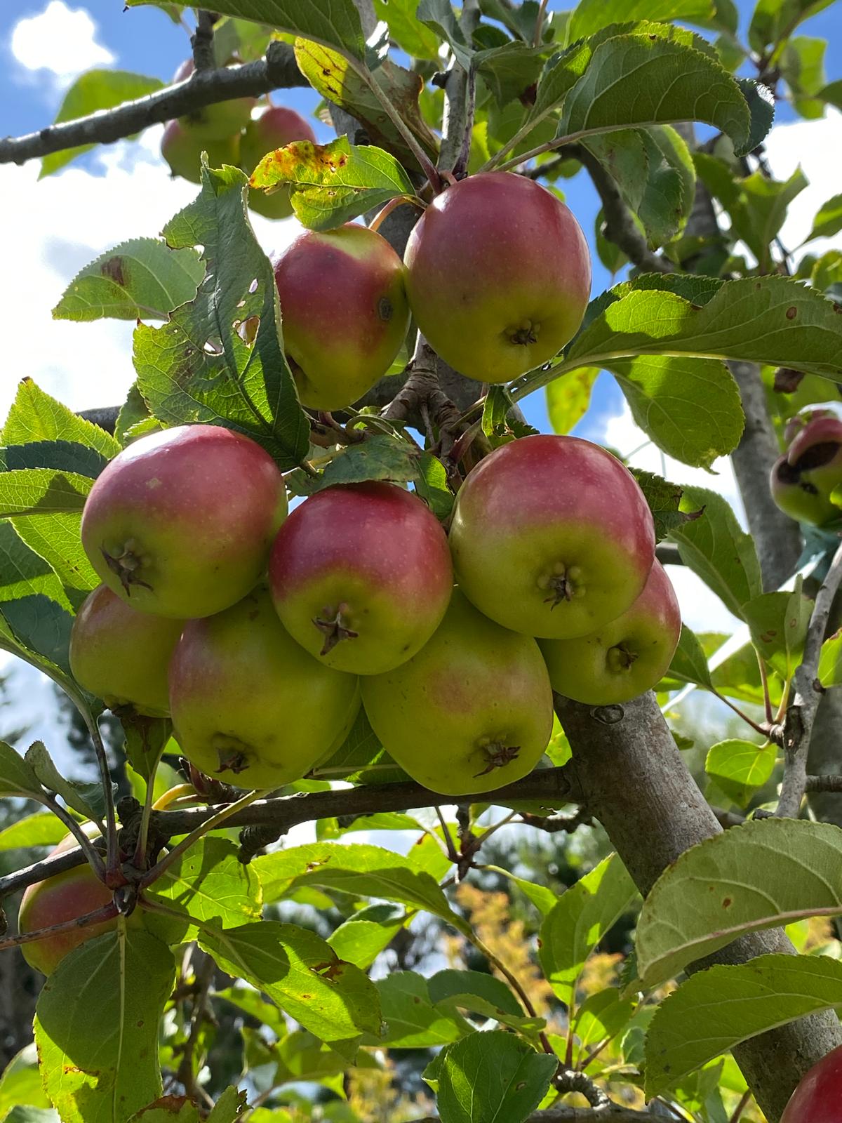 Malus ‘Jack Humm’ - Crabapple red fruits in late summer