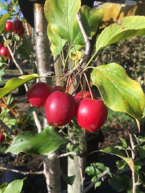 Malus ‘Jack Humm’ - Crabapple red fruits in late summer