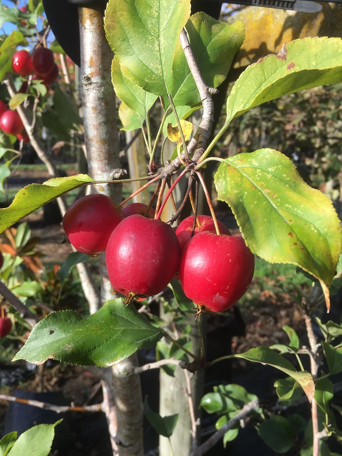 Malus ‘Jack Humm’ - Crabapple red fruits in late summer