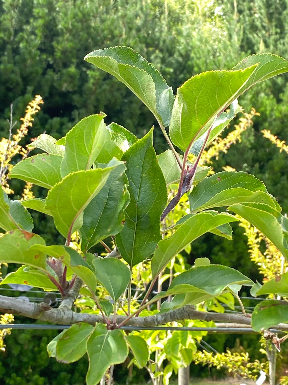 Malus ‘Jack Humm’ - Crabapple green foliage in summer