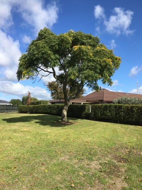 Melia azedarach - Indian Bead Tree in summer in a suburban garden