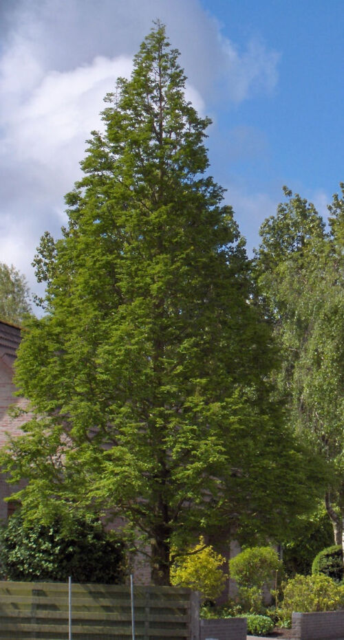 Metasequoia glyptostroboides - Dawn Redwood tree