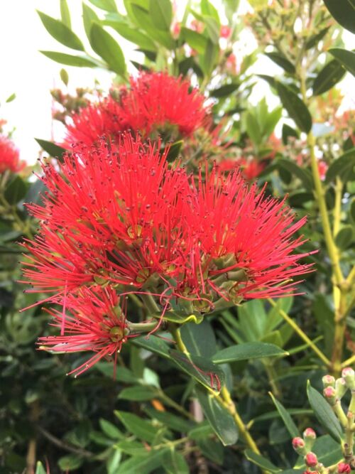 Metrosideros excelsa x umbellata ‘Maungapiko’ - Pohutukawa fluffy red flower in December