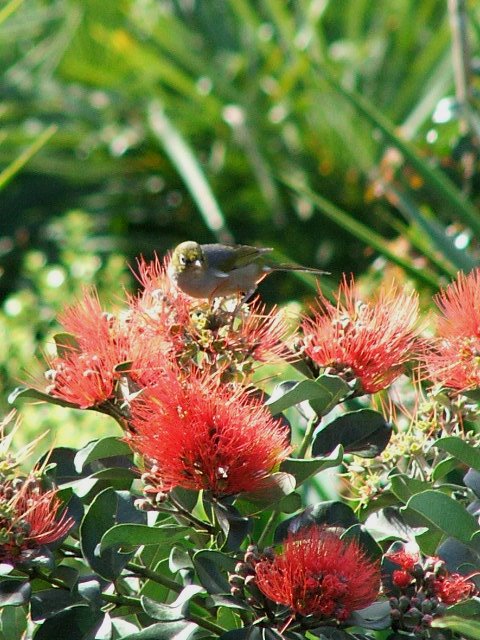 Metrosideros collina ‘Springfire’ - Pacific Island Pohutukawa with small bird on red flowers