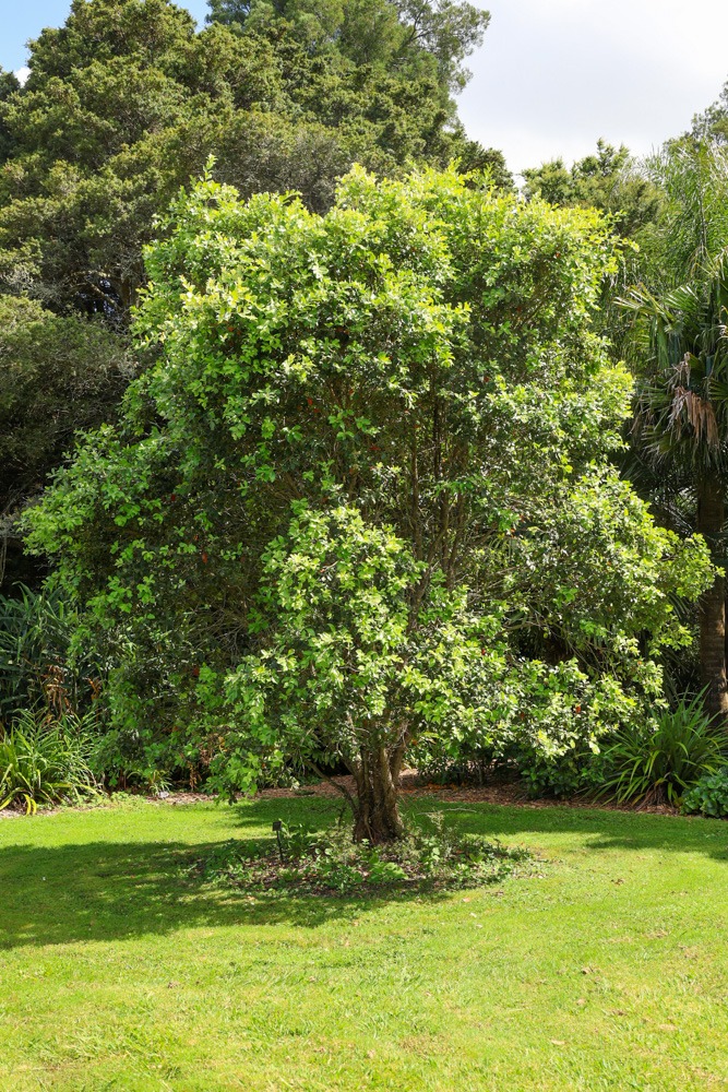 Metrosiderous Springfire Tree Auckland Botanic Gardens Jan2026