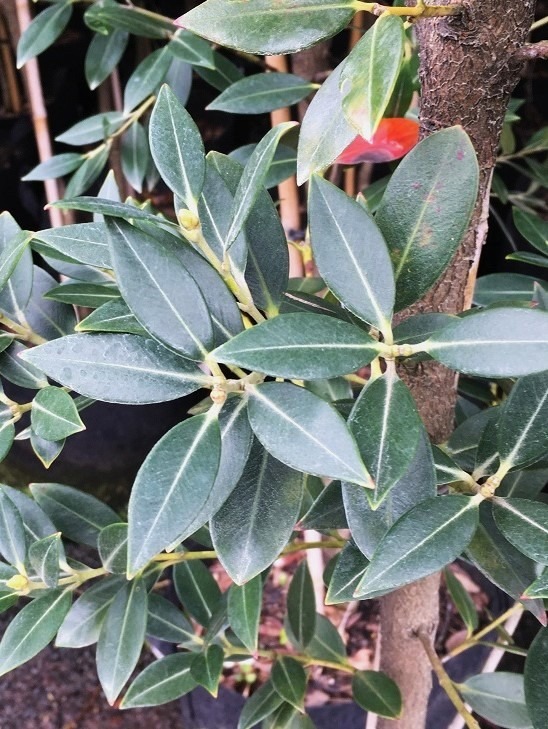 Metrosideros excelsa x umbellata ‘Maungapiko’ - Pohutukawa dark green foliage