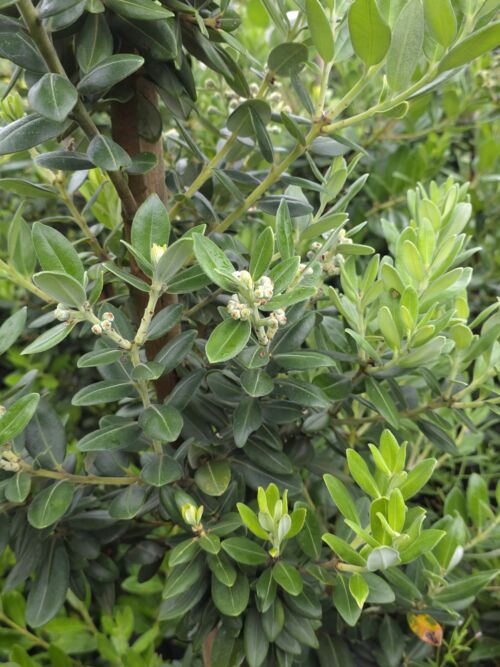 Metrosideros excelsa 'Long Bay' - Pohutukawa green foliage and flower buds