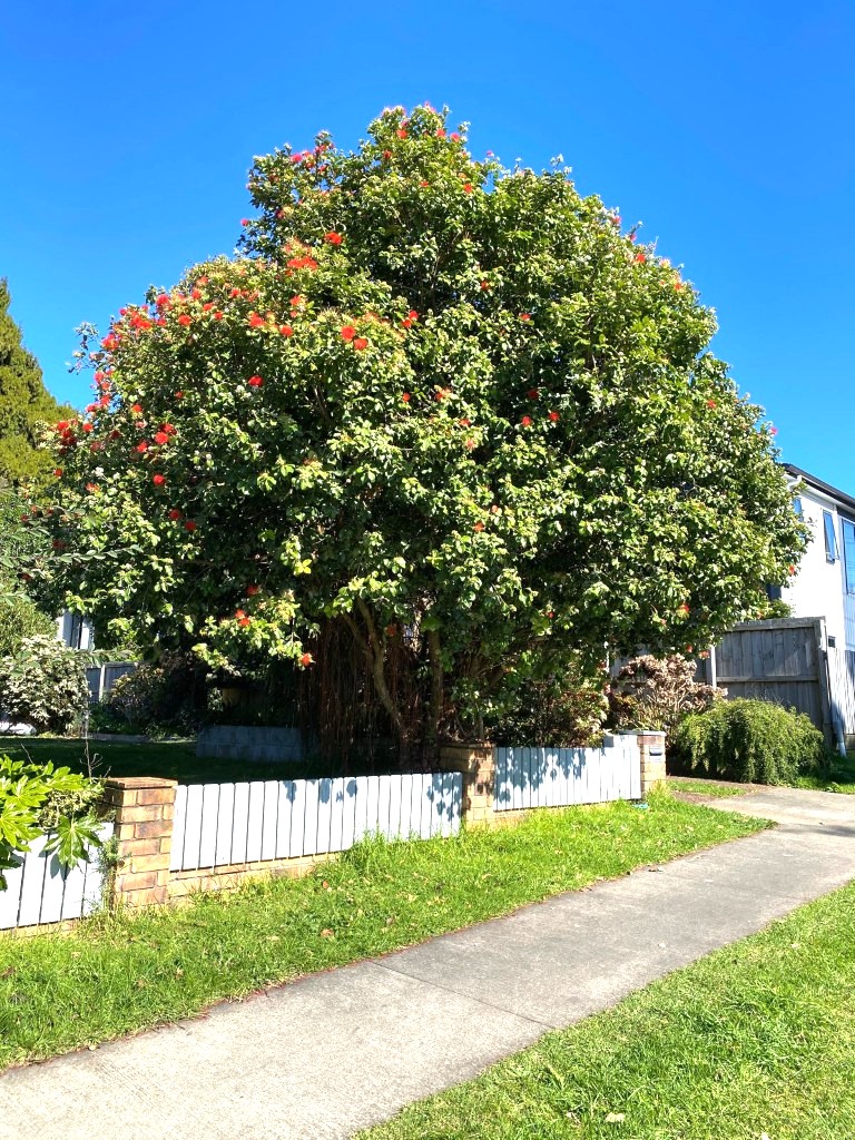 Metrosideros collina ‘Springfire’ - Pacific Island Pohutukawa in an urban garden