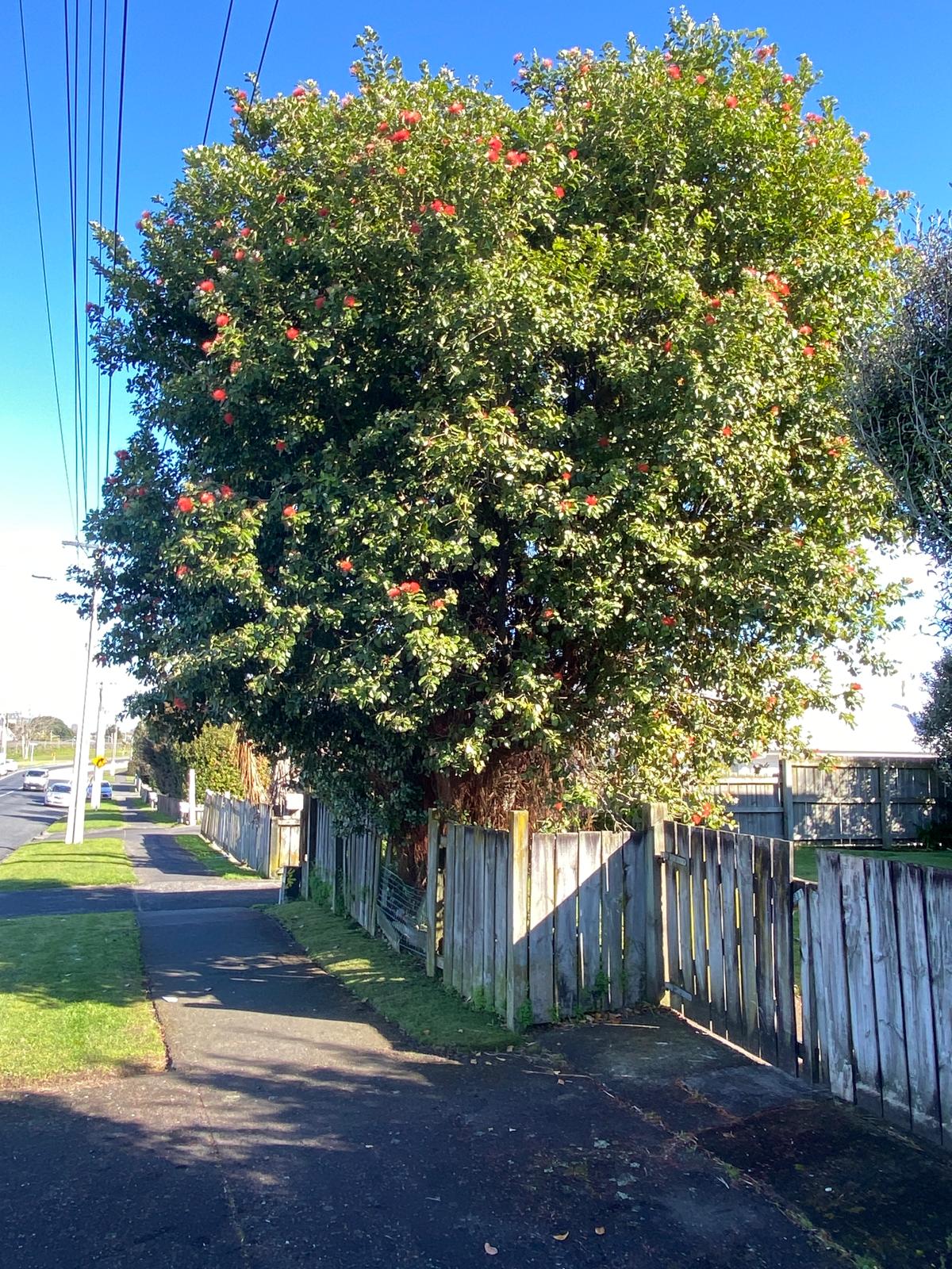 Metrosideros collina ‘Springfire’ - Pacific Island Pohutukawa in an urban garden