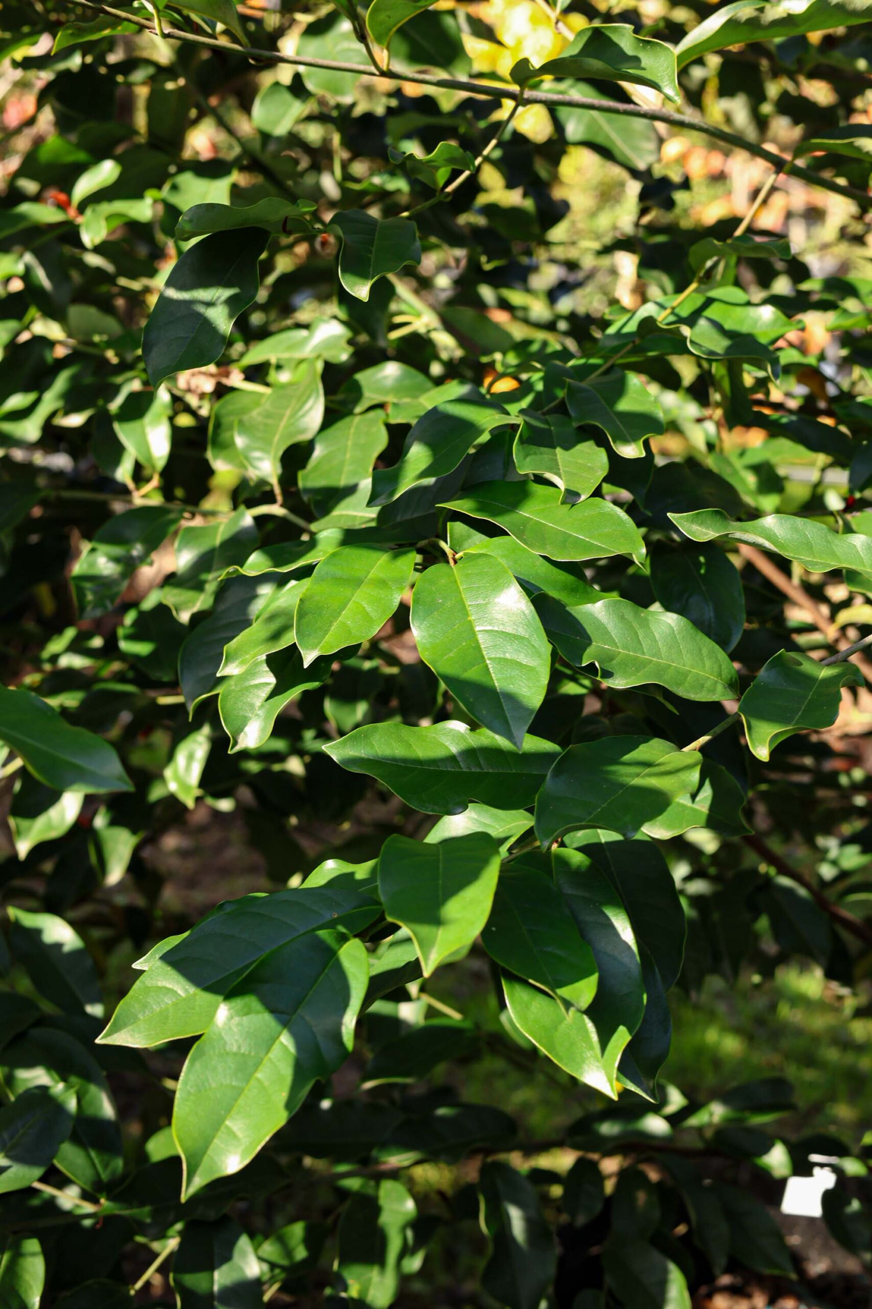 Michelia 'Inspiration' shiny green leaves