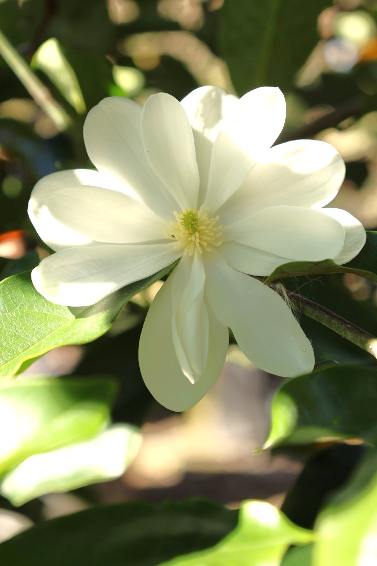 Michelia 'Inspiration' white scented flowers
