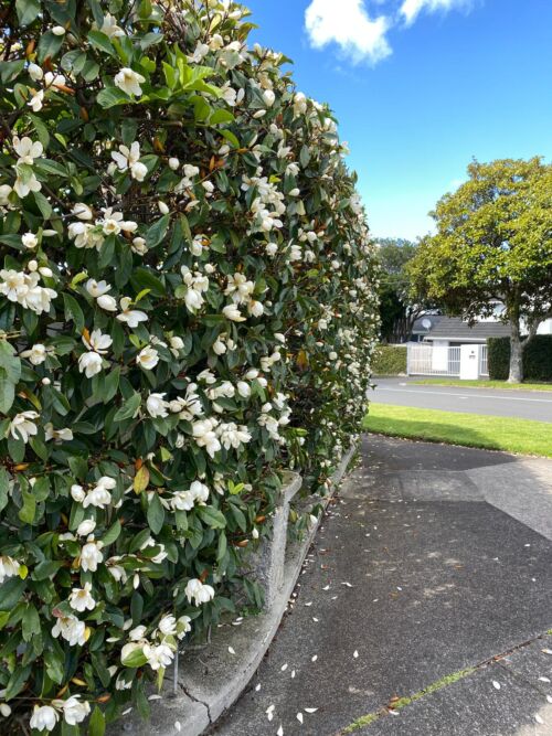 Michelia 'Inspiration' trimmed hedge in flower