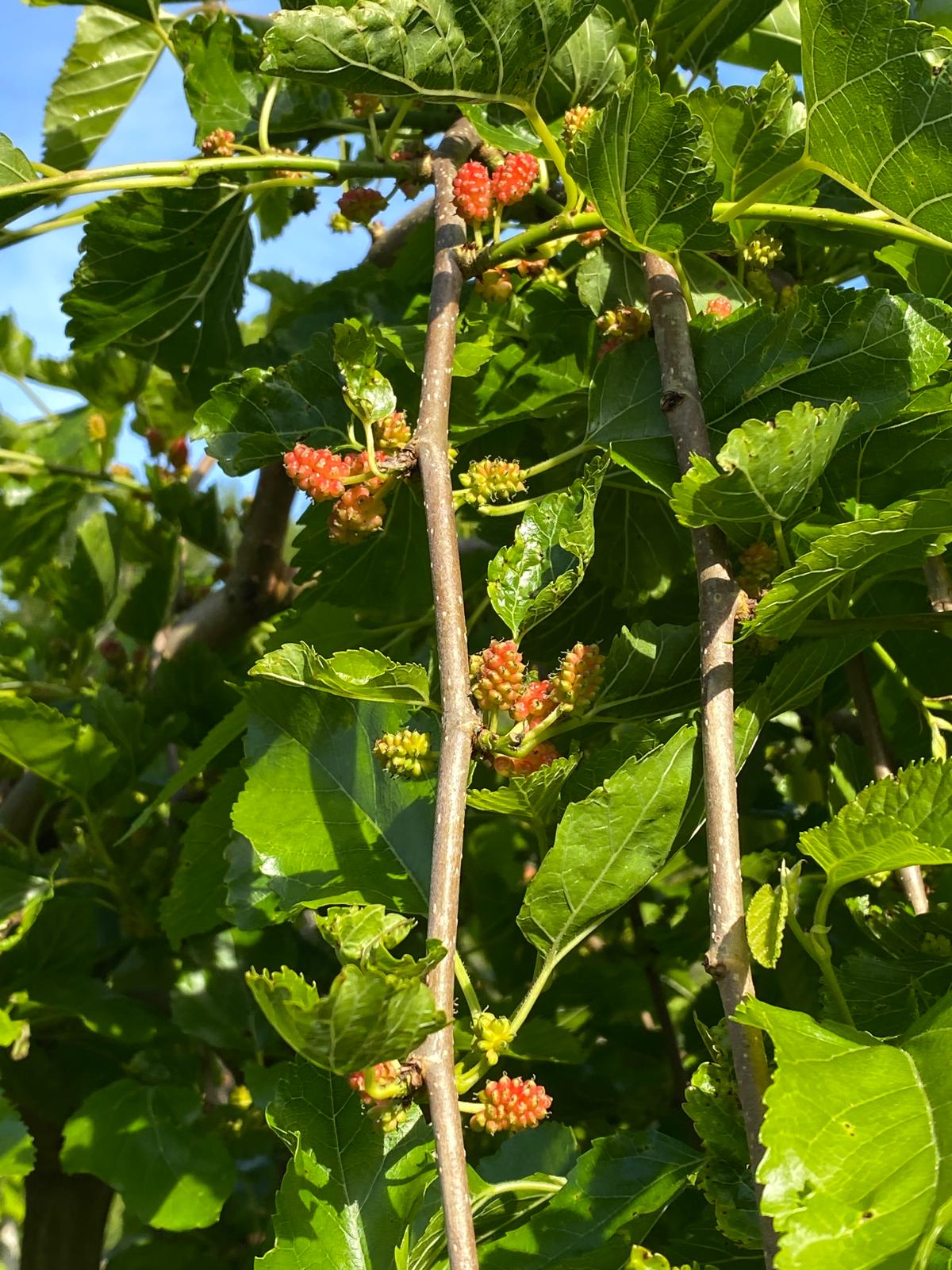 Morus alba ‘Pendula’ - Weeping White Mulberry small red fruits