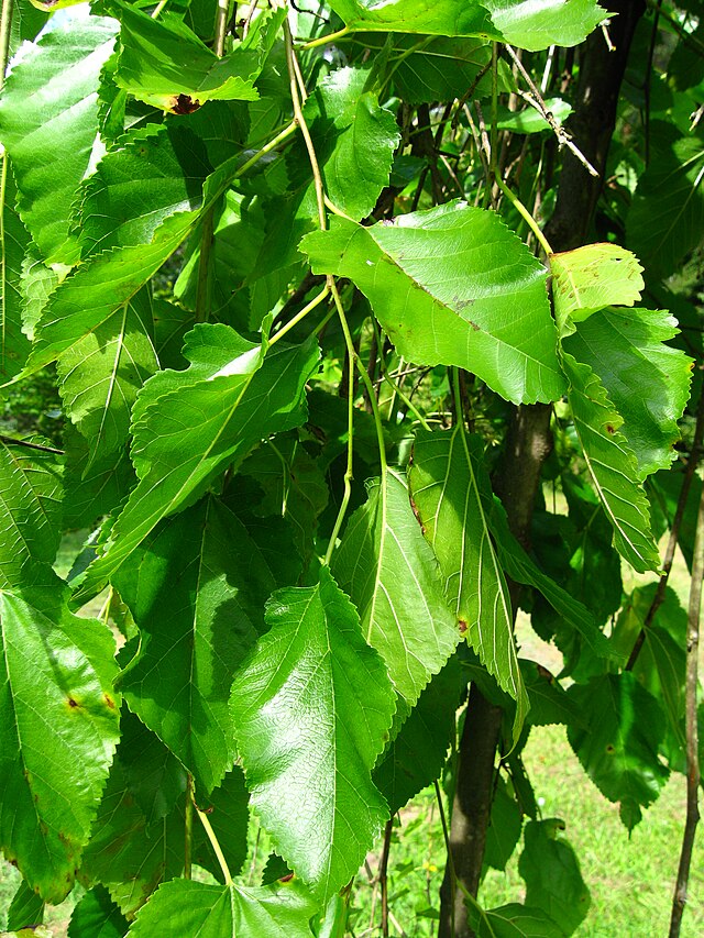 Morus alba ‘Pendula’ - Weeping White Mulberry leaves in summer