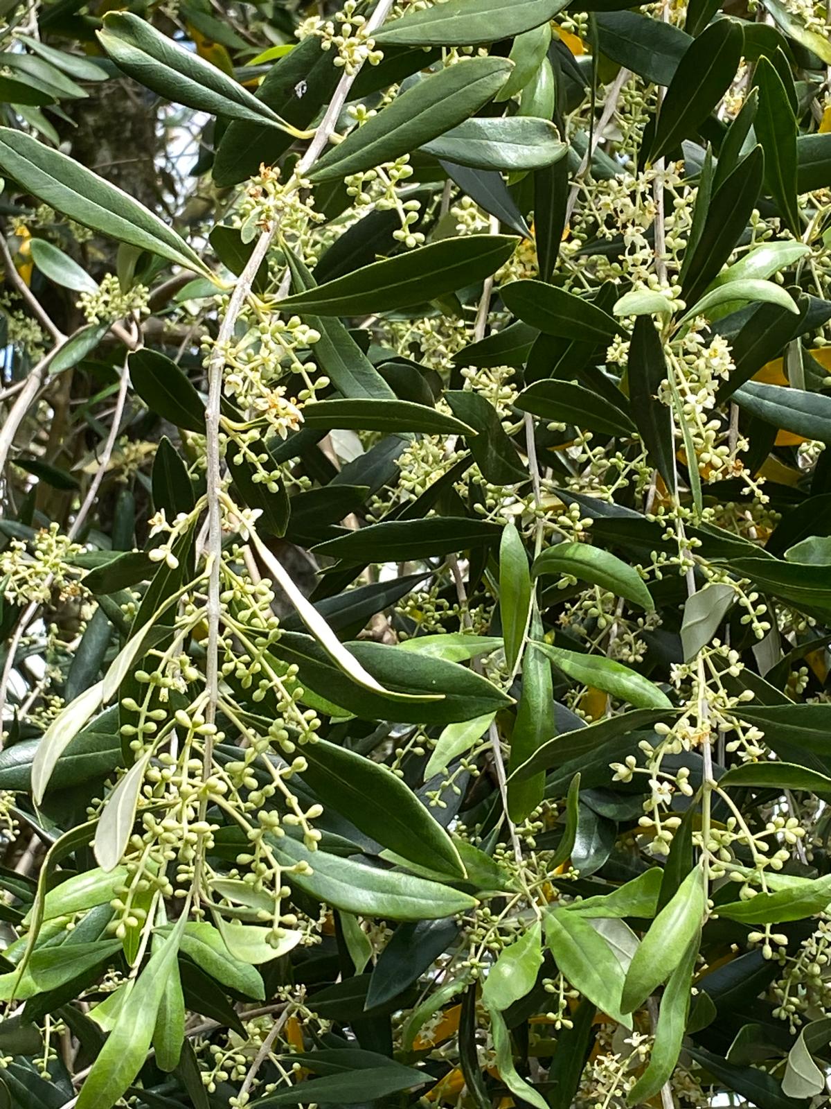 Olea europaea ‘J5 ‘ - Olive foliage and flowers