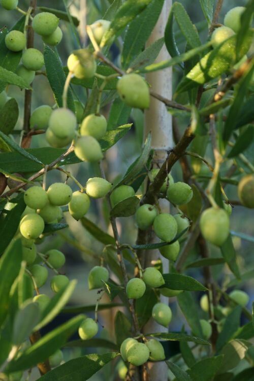 Olea europea - Olive Fruits