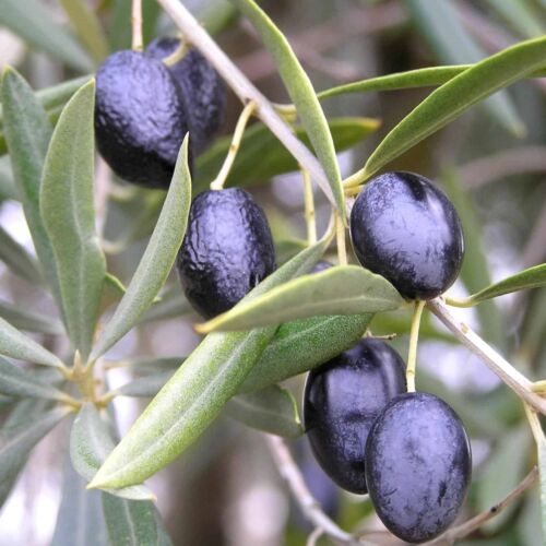 Olea europaea ‘Kalamata’ - Olive, deep purple large fruit